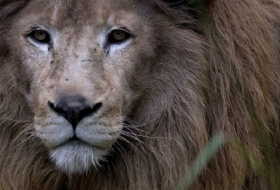 Search on for 2 lions escaped from cage in German zoo 